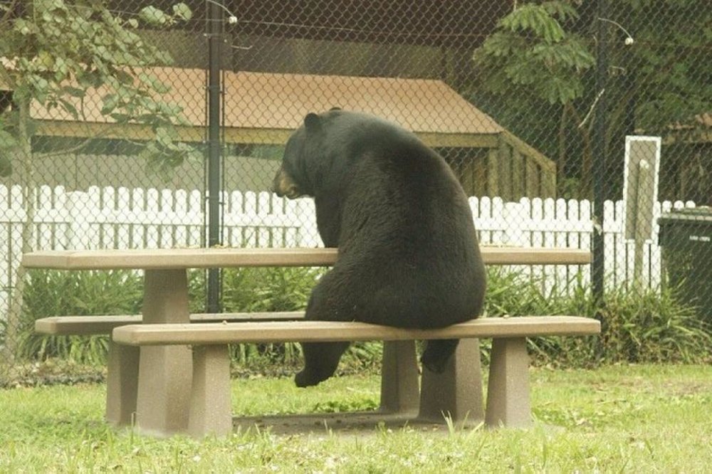Одинокий медведь
