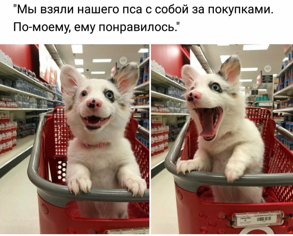 Супермаркет собака
