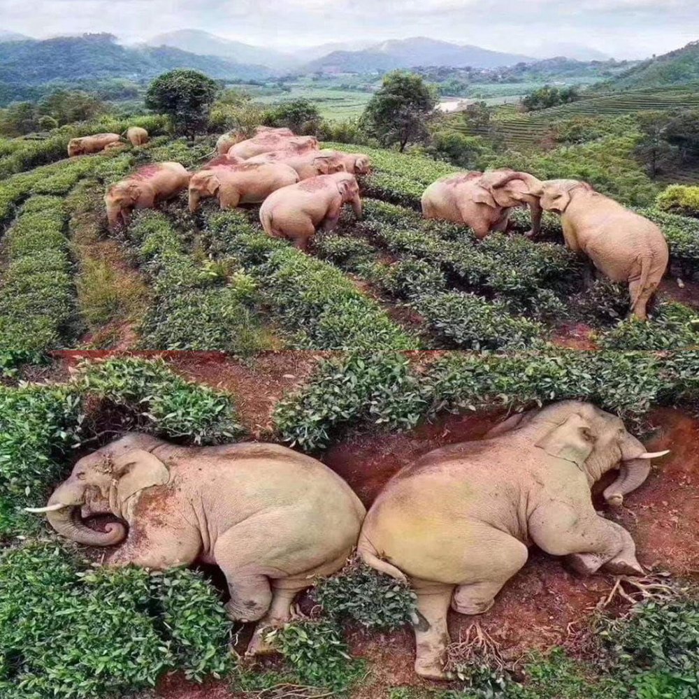 Спящие слоны