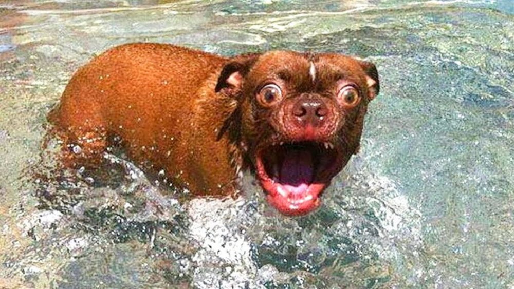 Собаки любят купаться