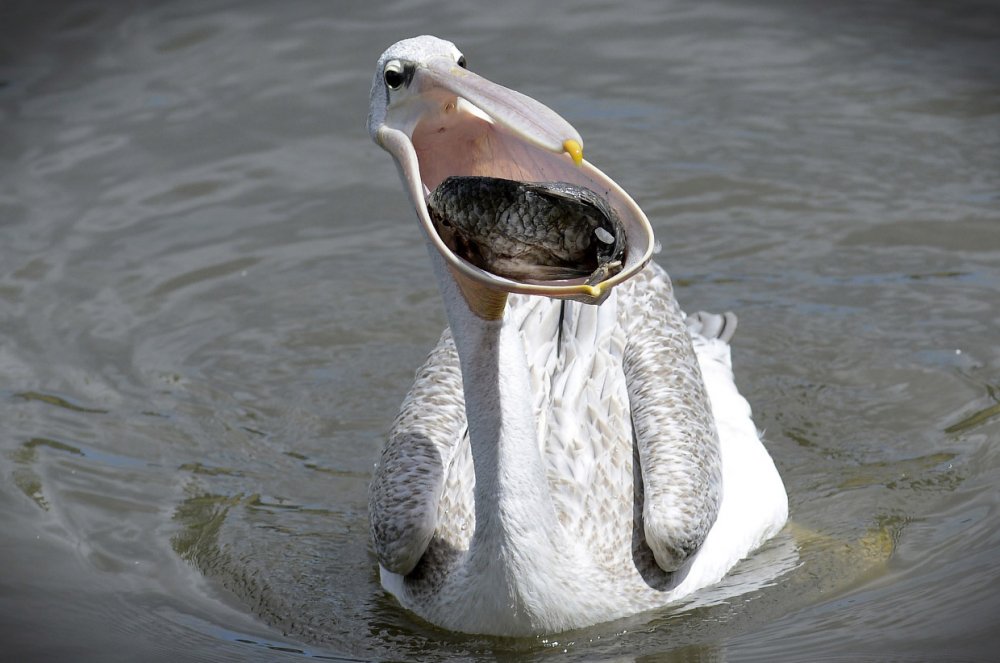 Пеликан заглатывает рыбу