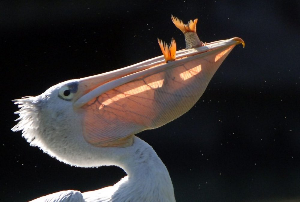 Пеликан с рыбой в мешке