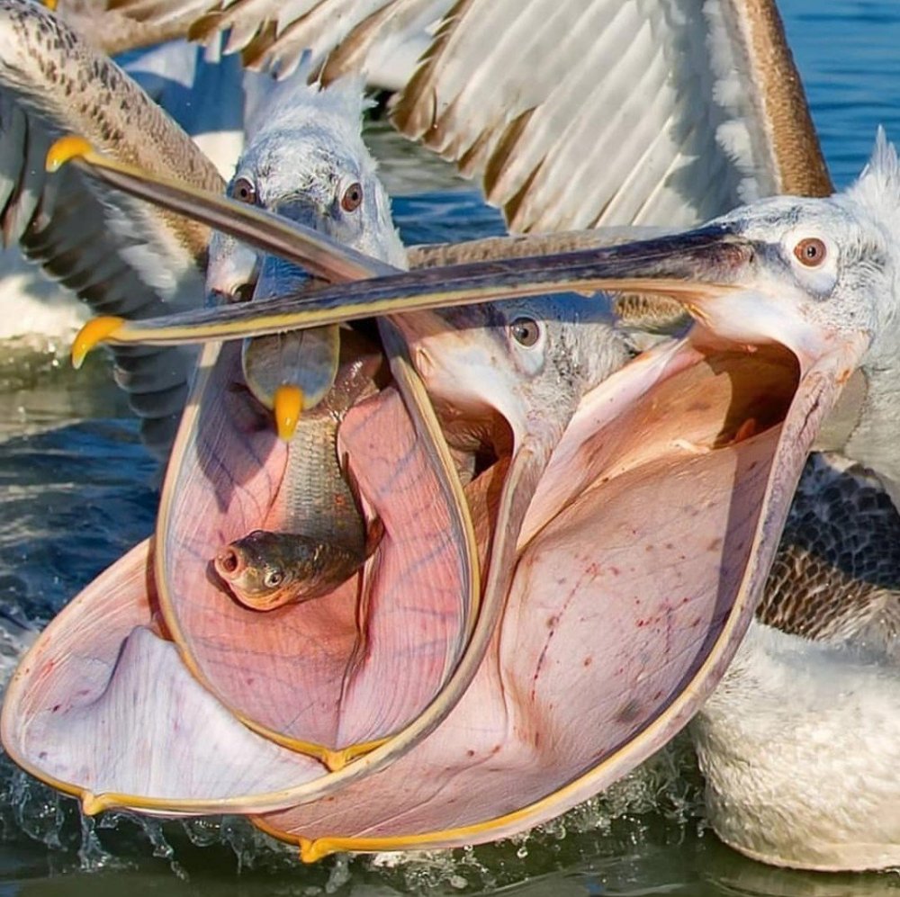 Пеликан заглатывает рыбу