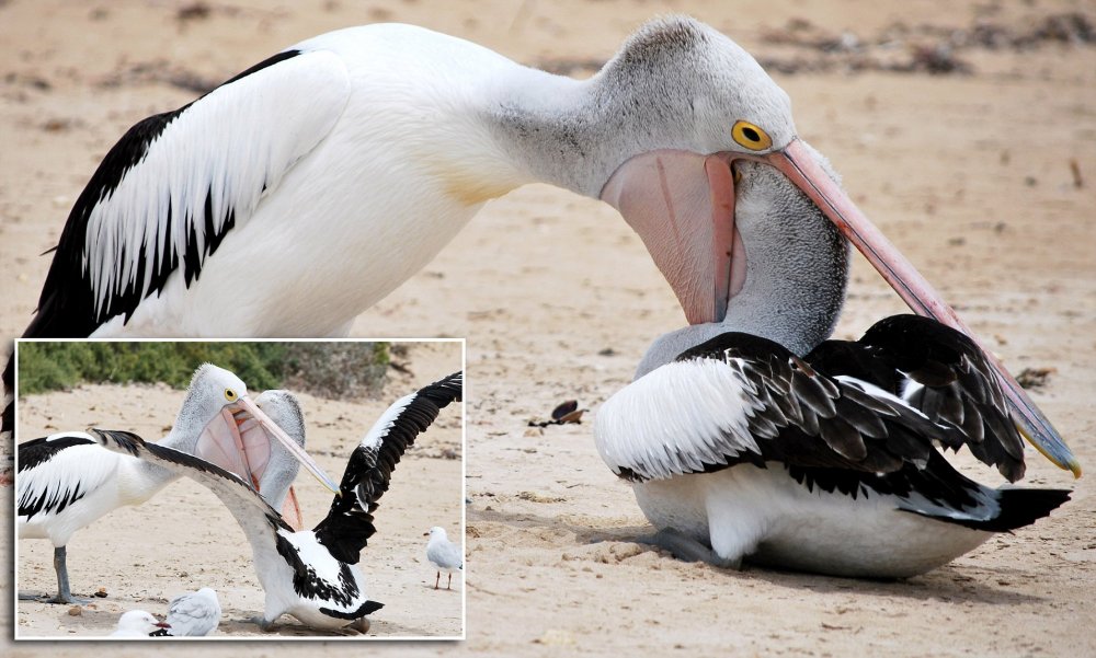 Пеликан ест голубя