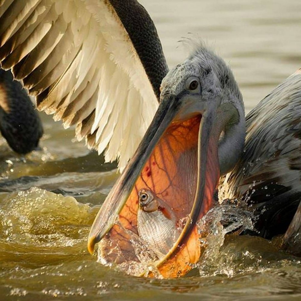 Пеликан водоплавающий