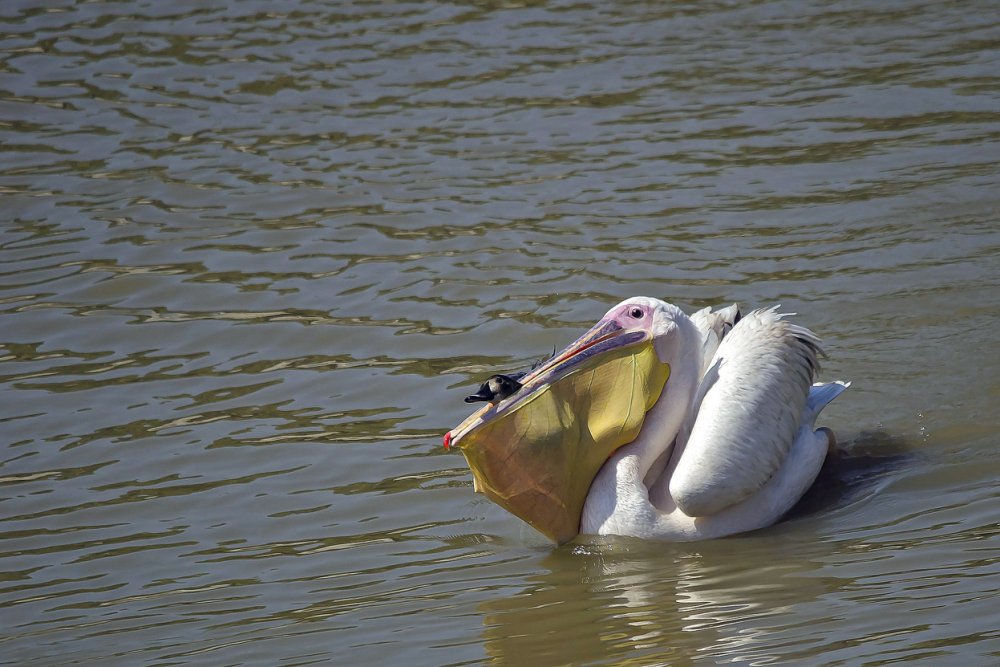 Пеликан с рыбой в клюве