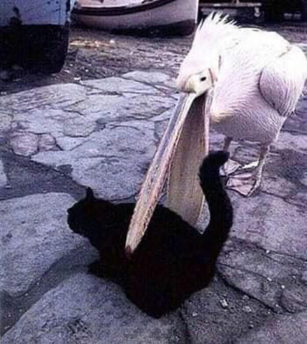 Пеликан ест кота