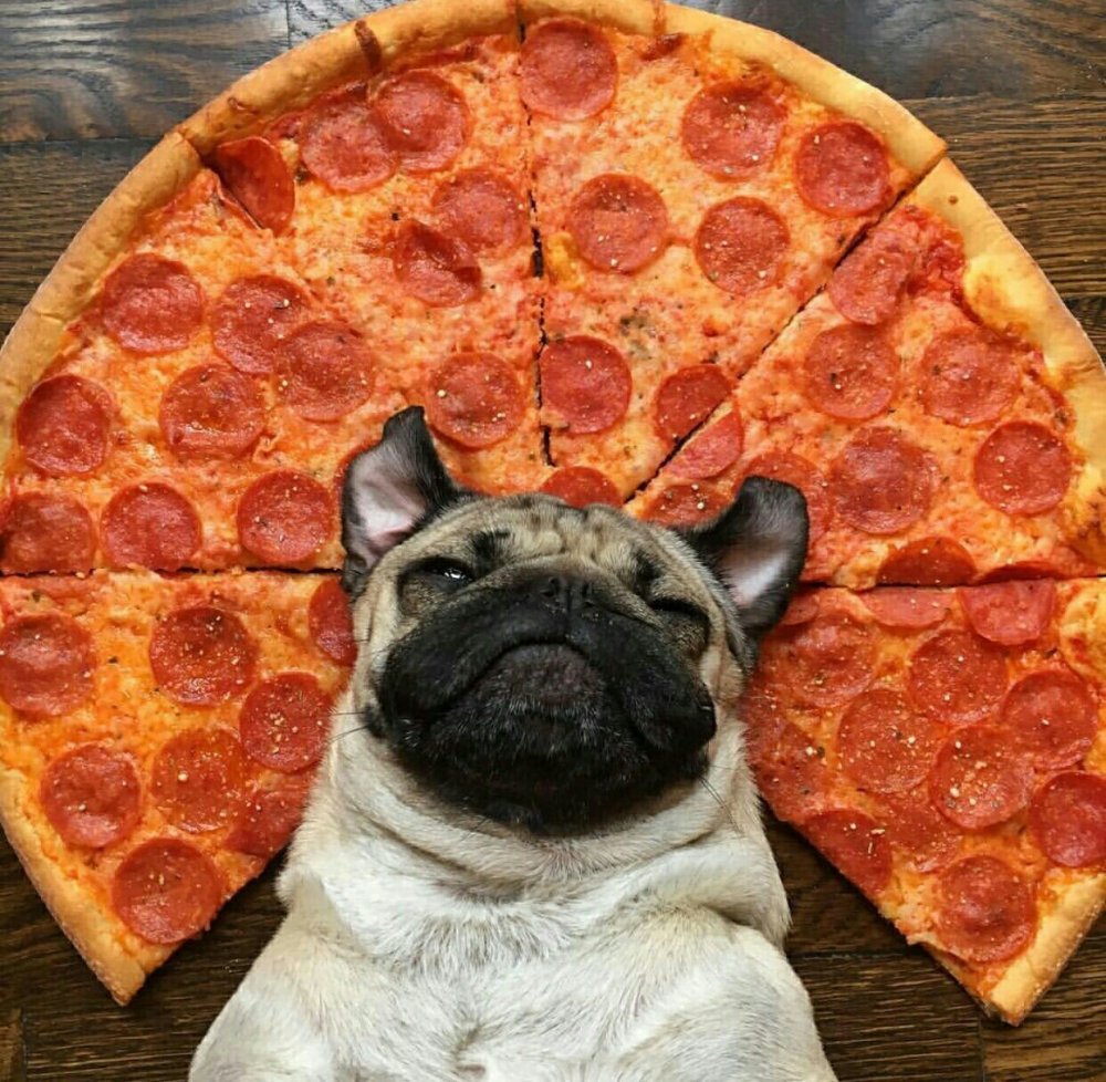 Собака и пицца