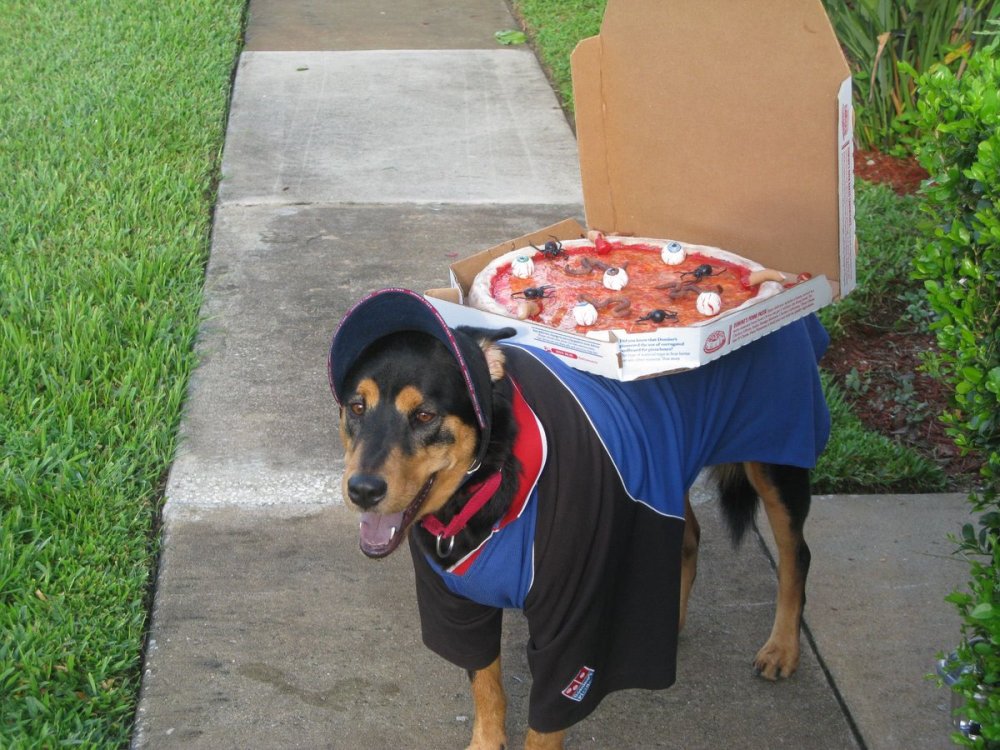 Собака доставщик пиццы