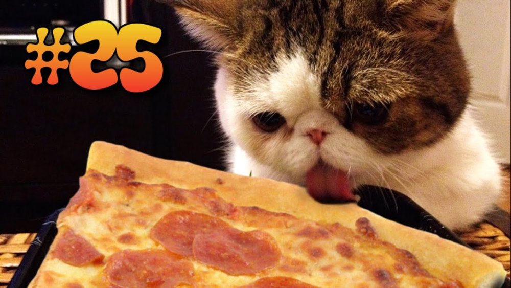 Мемы с котами и едой