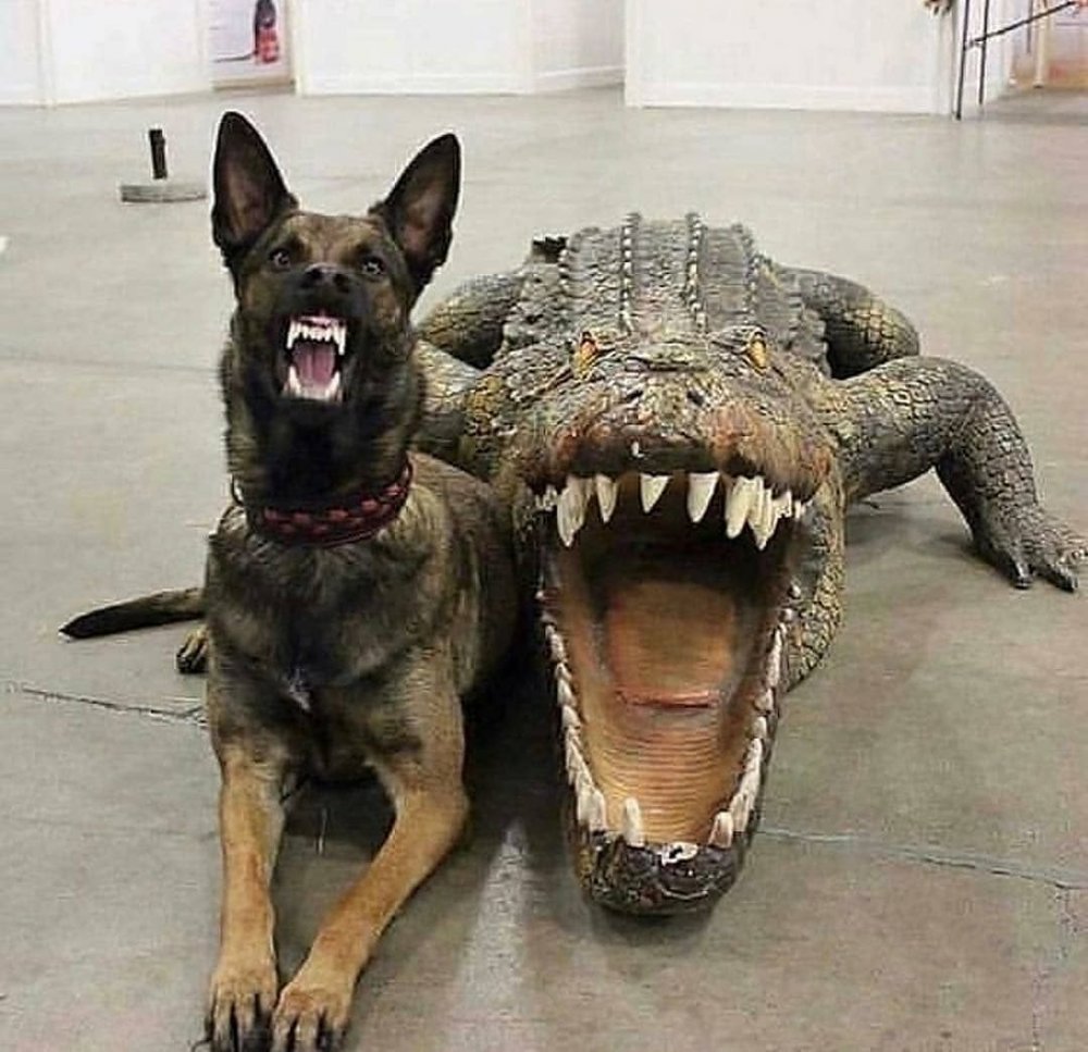 Смешная собака крокодил