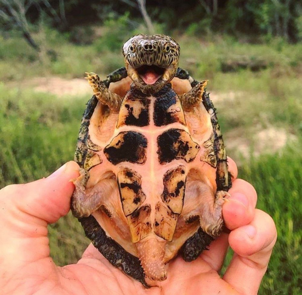 Черепахи классные