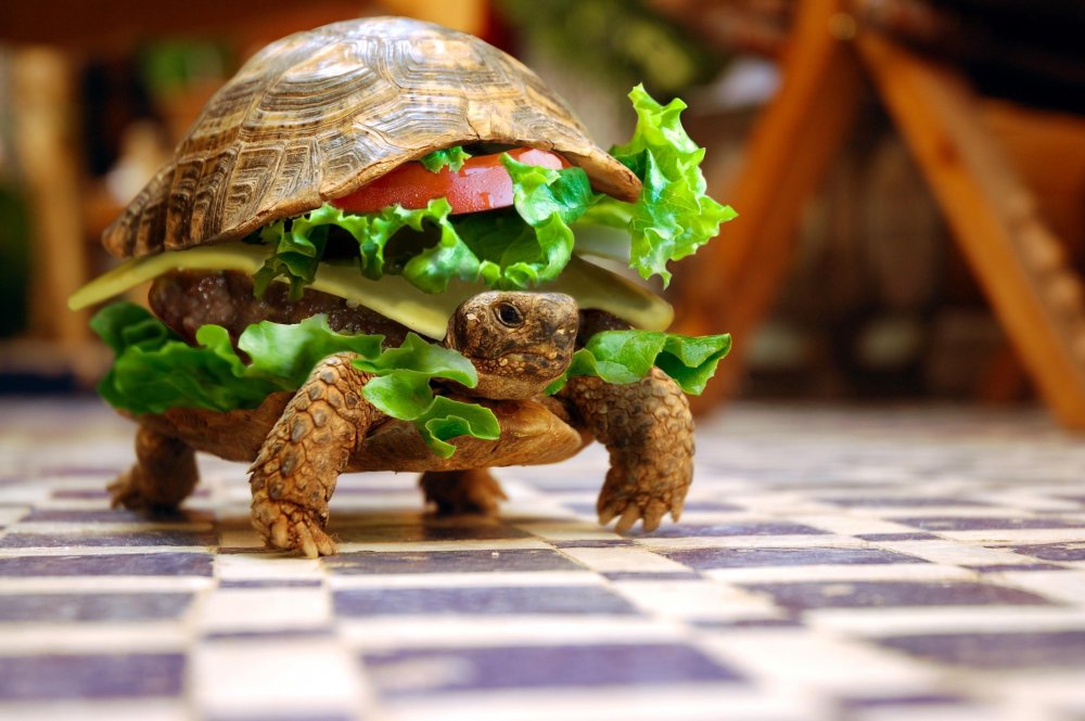Черепаха бутерброд