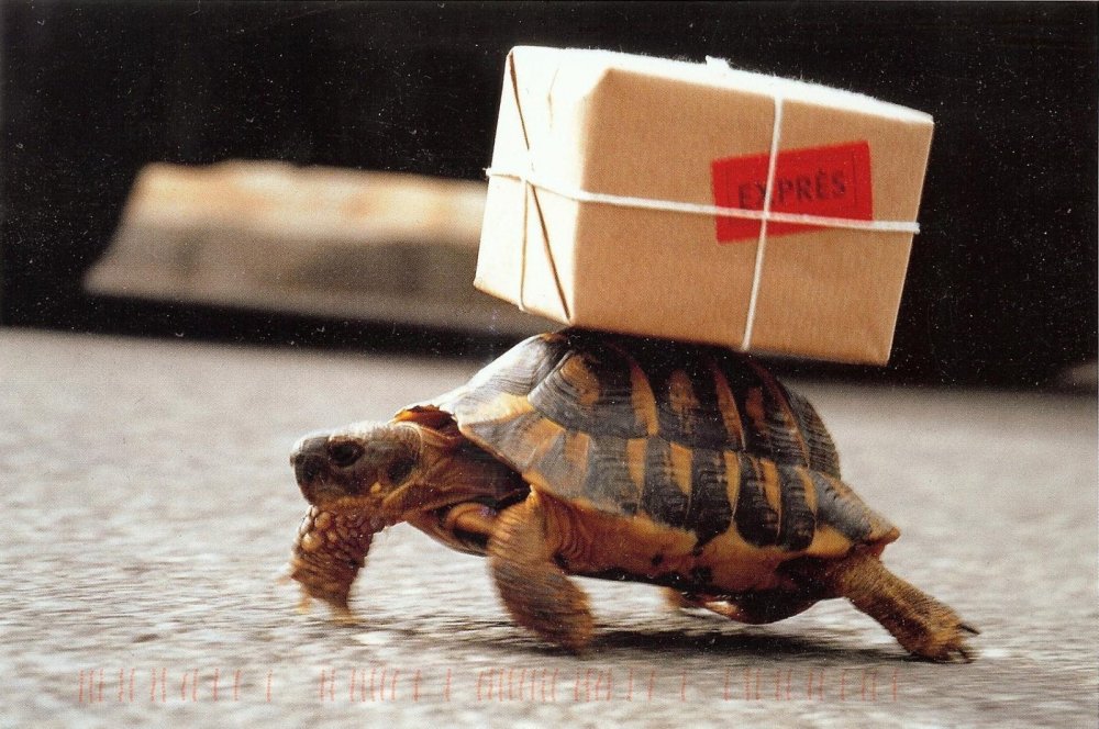 Черепаха почтальон
