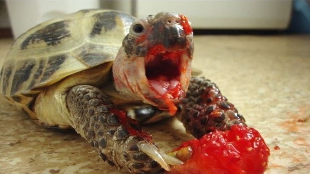Что едят черепахи