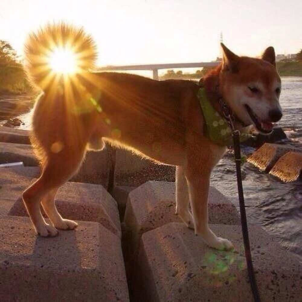 Собака на солнце