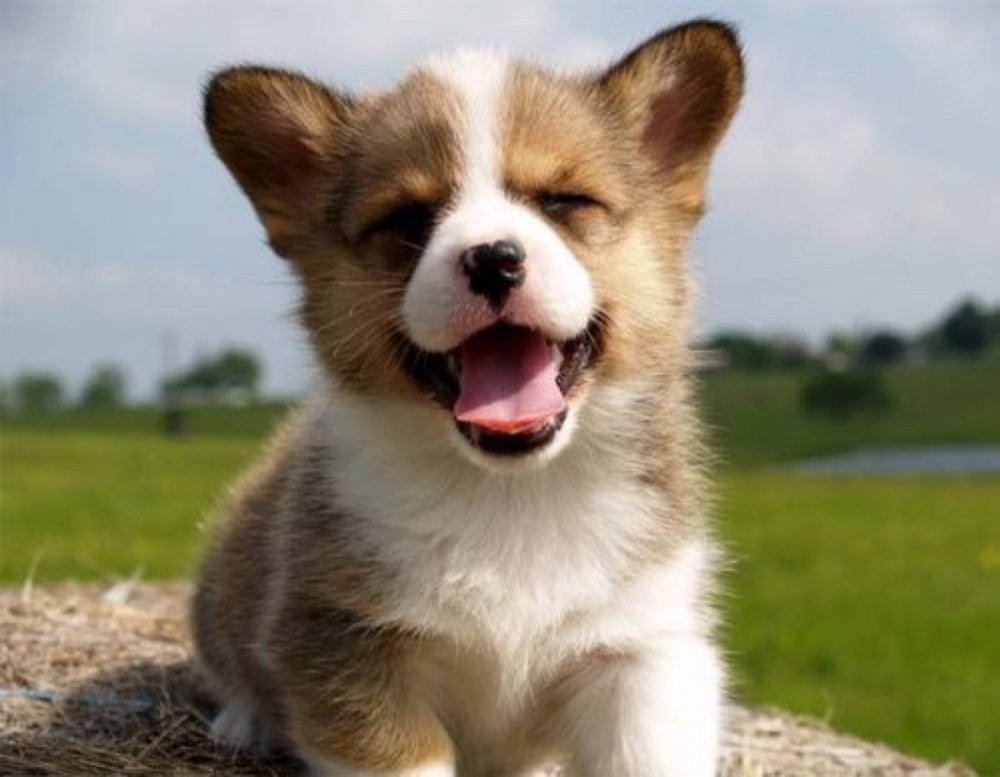 Радостный щенок