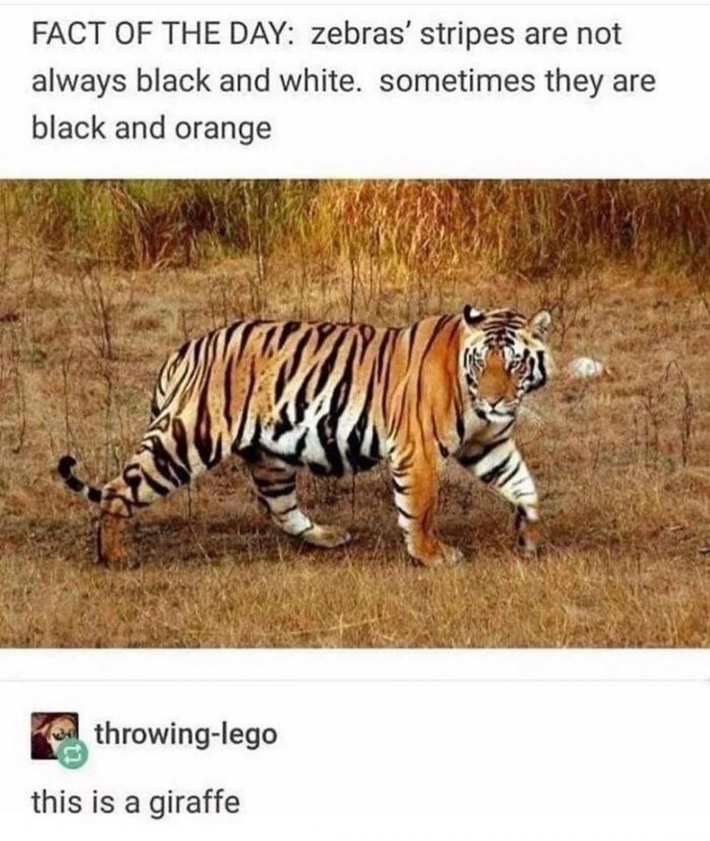 Тигр черный в оранжевую полоску или оранжевый в черную полоску