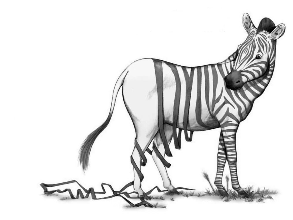 Рисунок зебры для срисовки