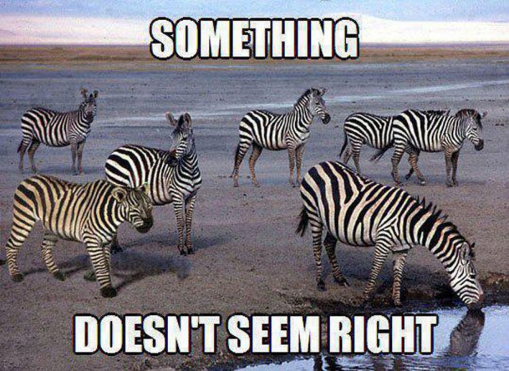 Шутки про зебру