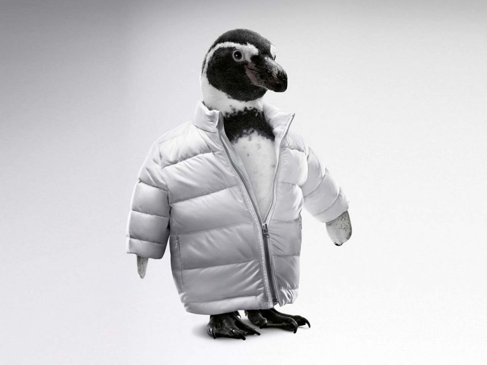 Зимняя куртка с пингвинами