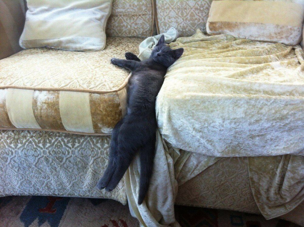Смешные кошки на диване
