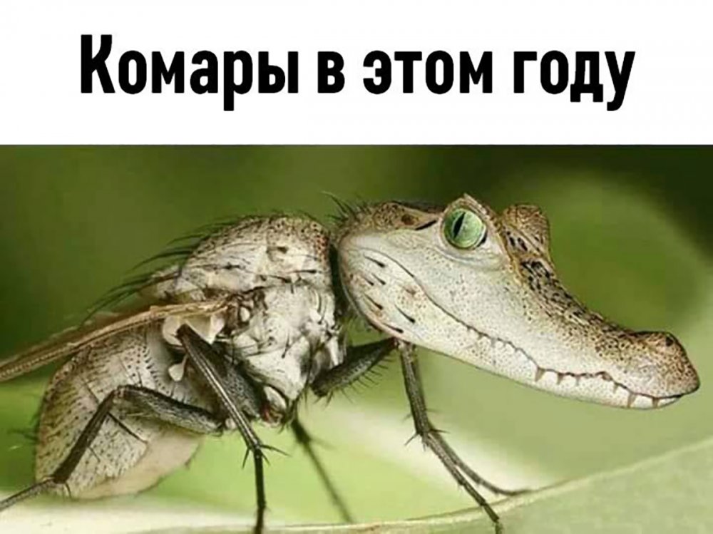 Смешное фото комара
