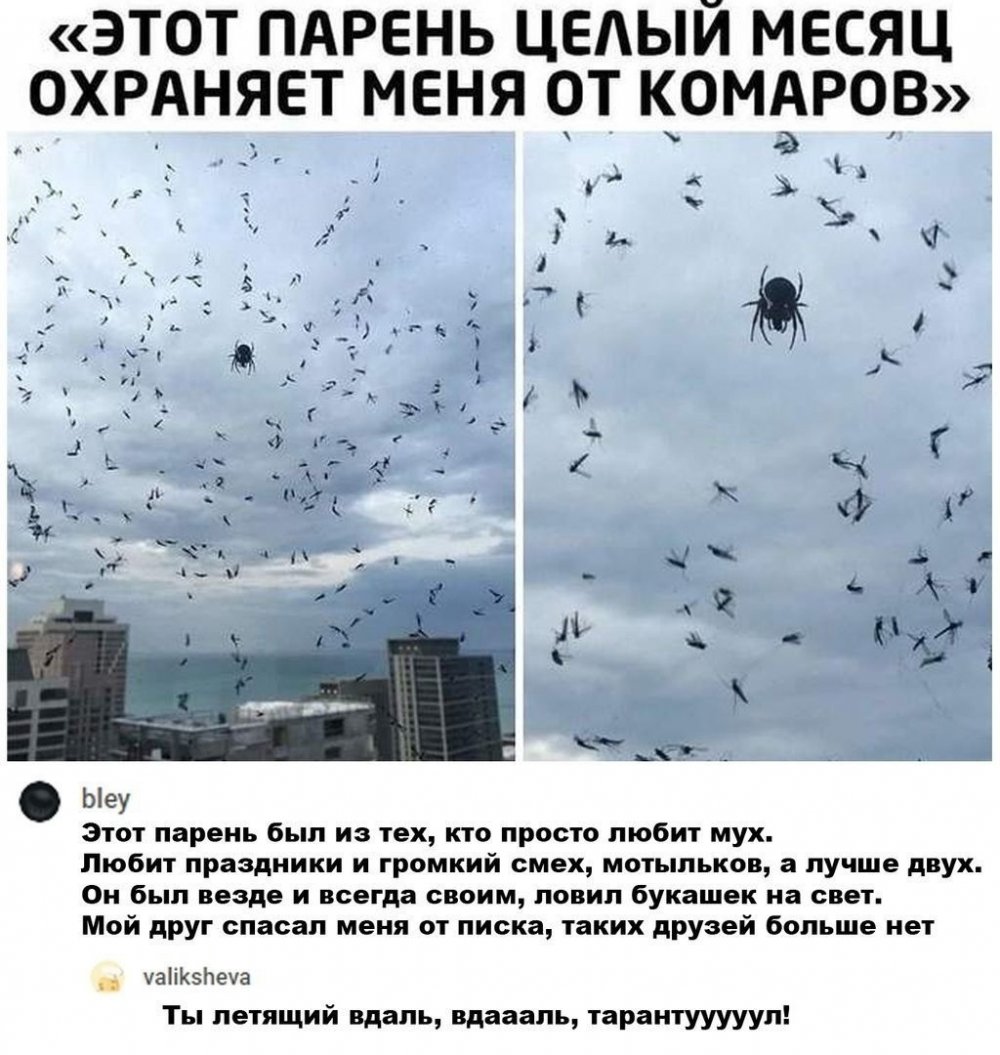 Мемы про пауков и комаров