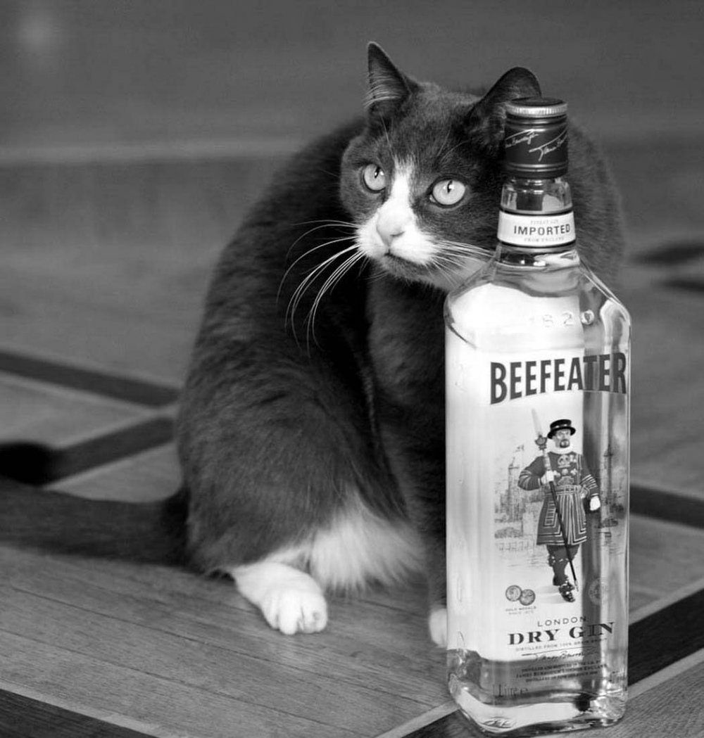 Кот с бутылкой водки