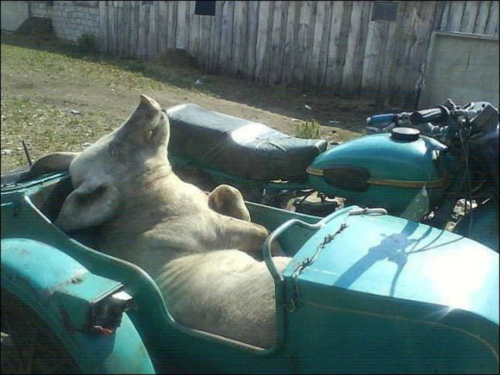 Свинья в каске на мотоцикле