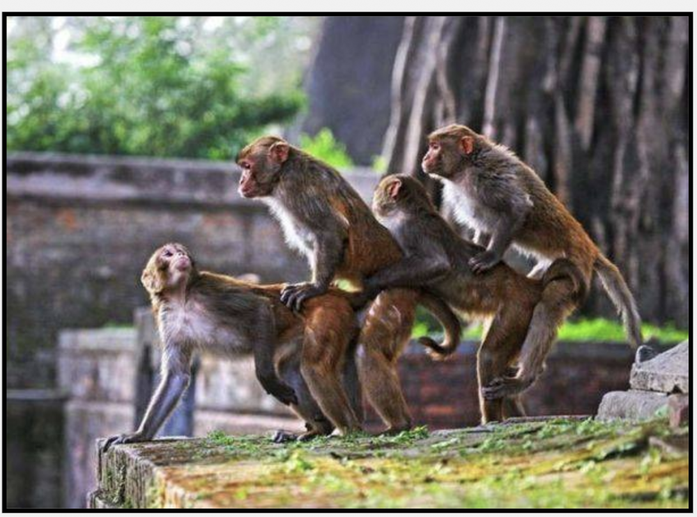 Спаривание обезьян