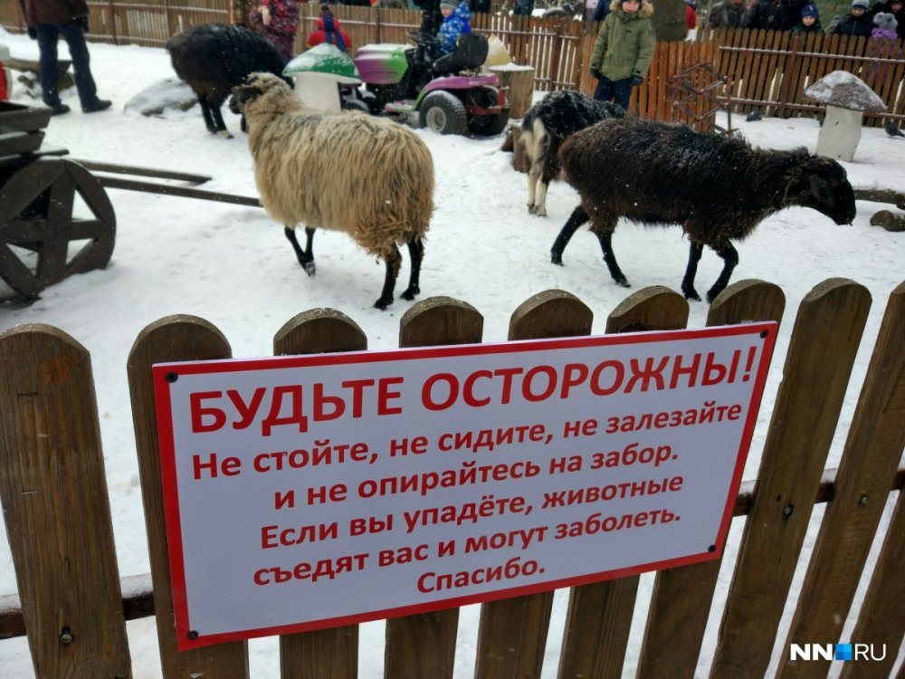 Смешные надписи овца