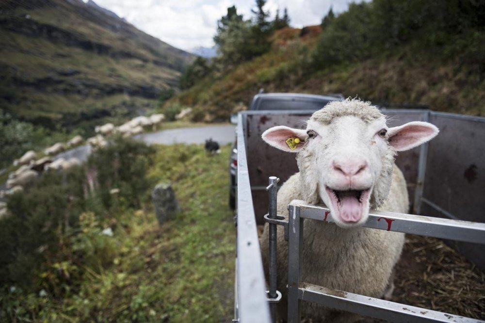 Овца смешная