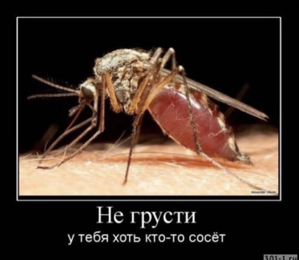 Юмор про комаров
