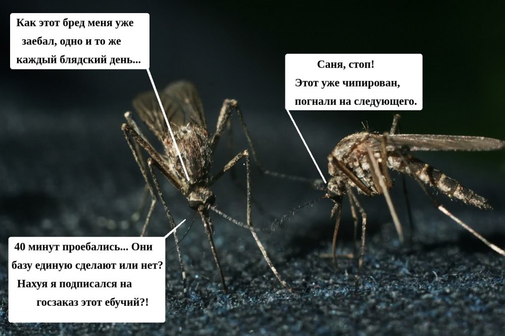 У комаров пьют кровь только самки