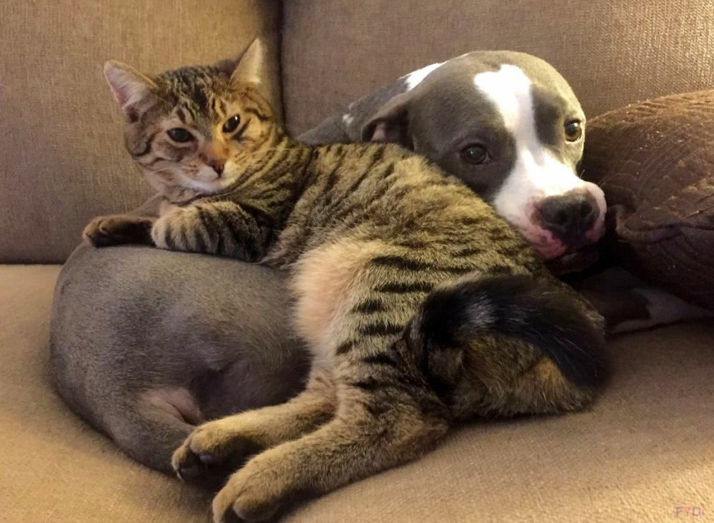 Ржачные кошки и собаки