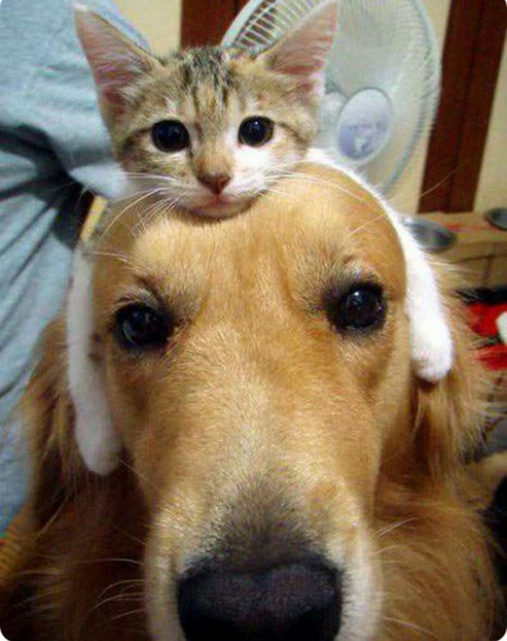 Смешные кот и пёс