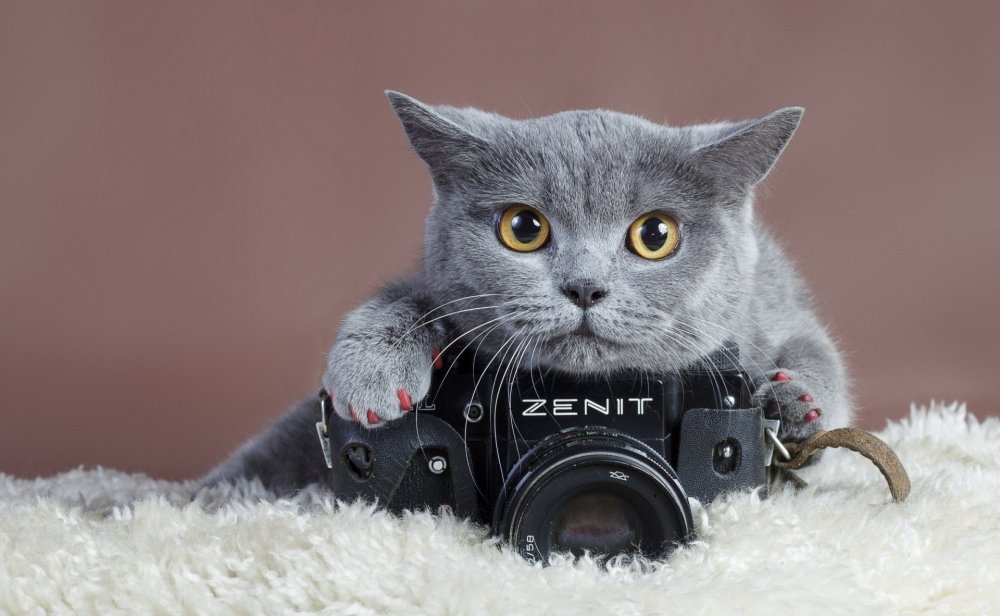 Котенок с фотоаппаратом