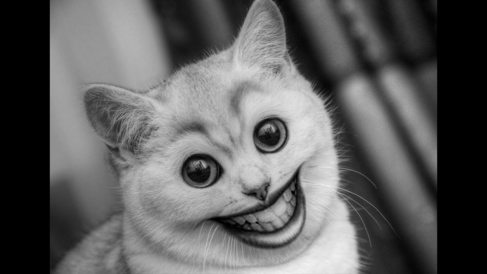 Кот с человеческой улыбкой