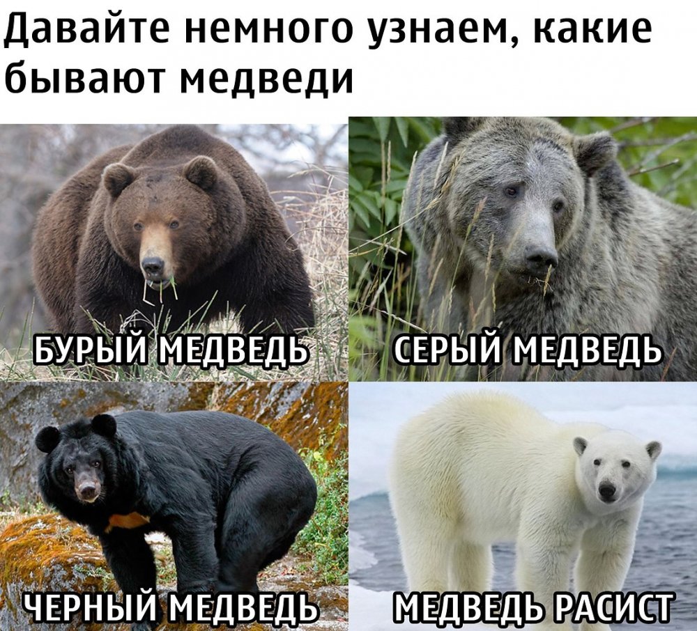 Приколы про медведей с надписями