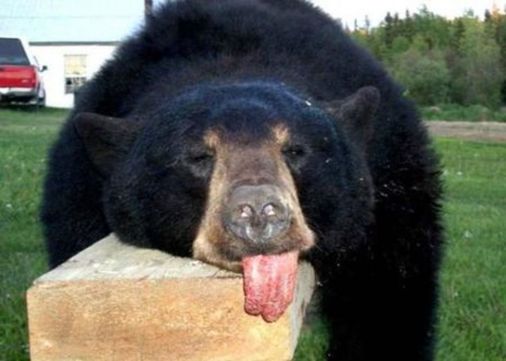 Ржачный медведь