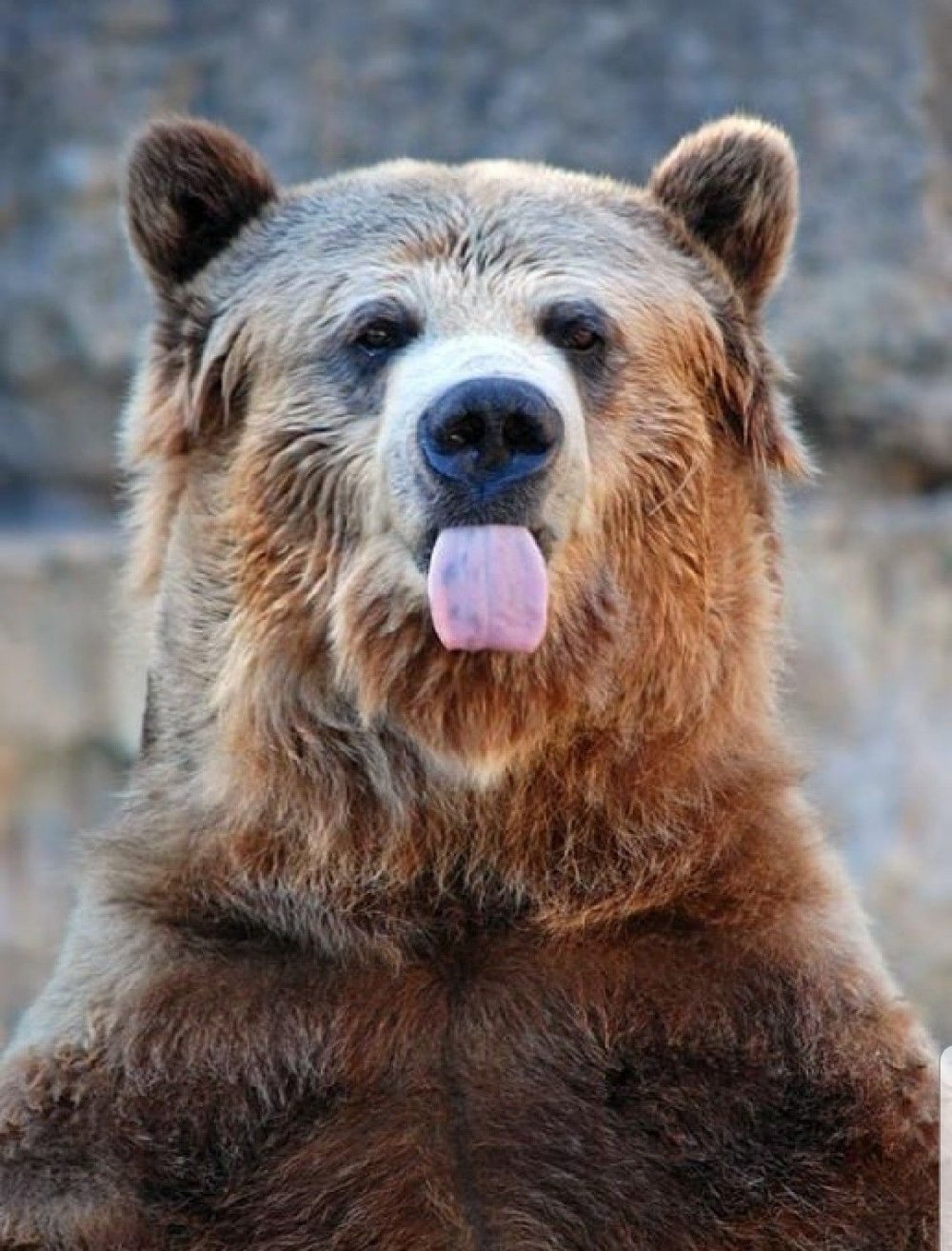 Смешной медведь