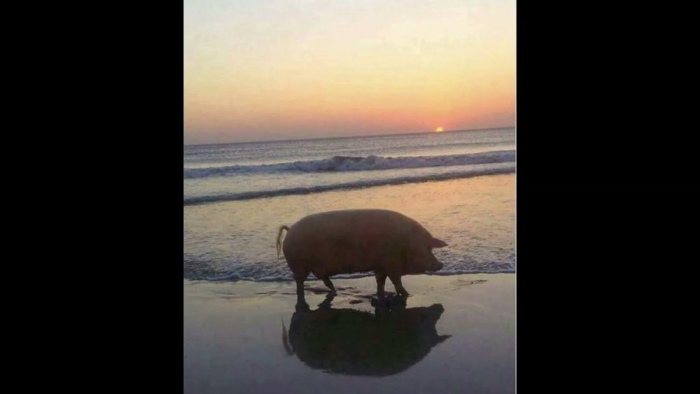 Свинья на фоне заката