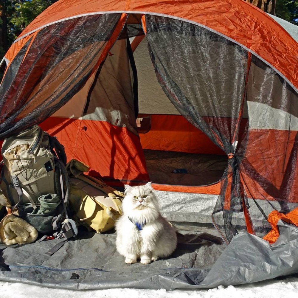 Кошачья палатка для туризма