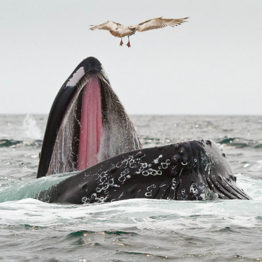 Касатка кит убийца