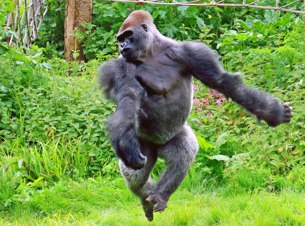 Шимпанзе танцует