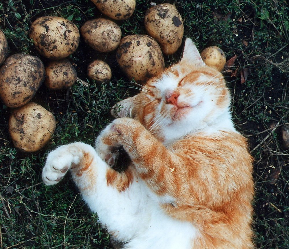 Кот копает картошку