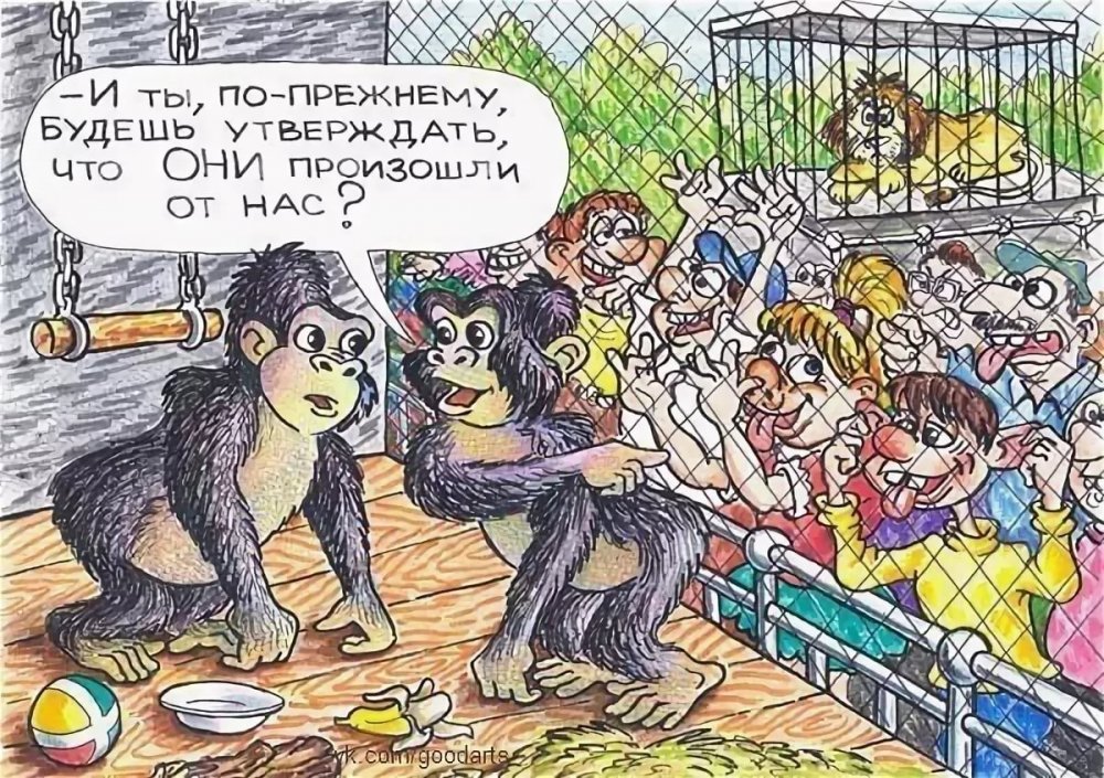 Смешные обезьяны в зоопарке