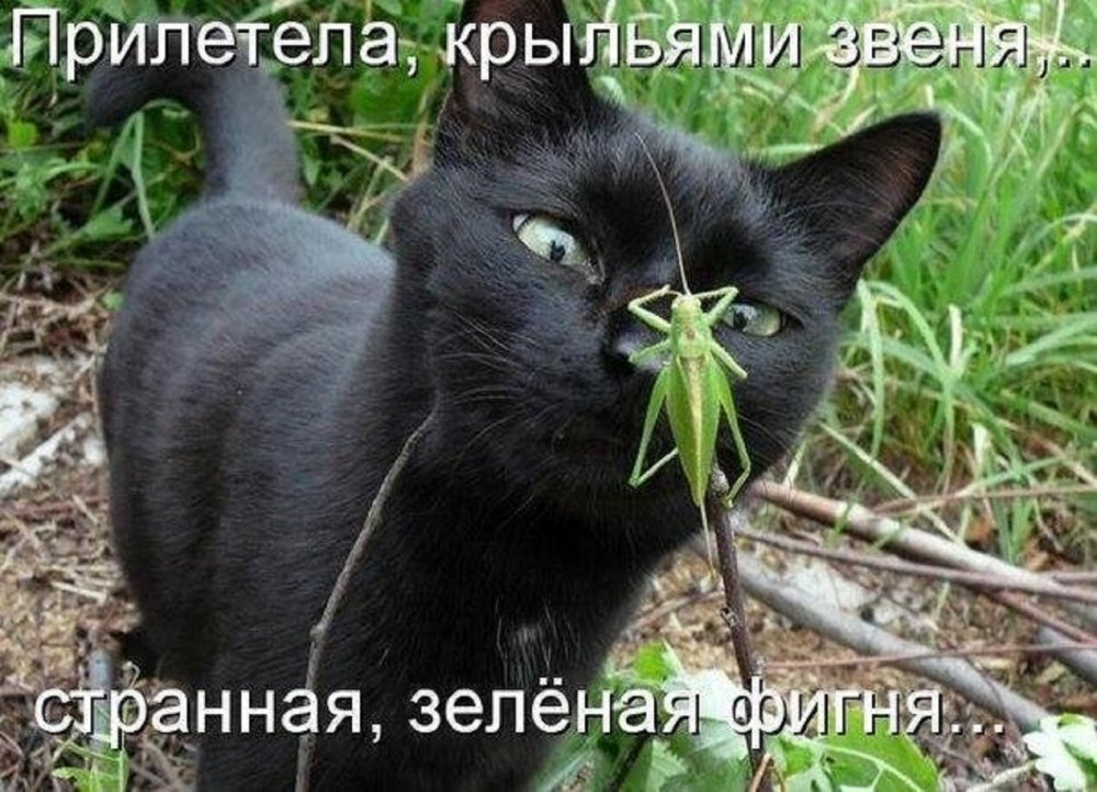 Черный кот прикол