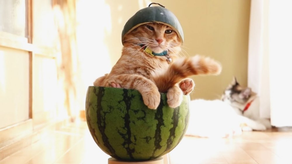 Кот на арбузе